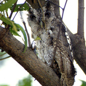 Pacific Screech-Owl
